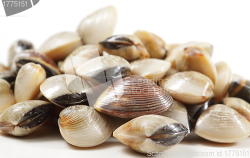 Image of clams