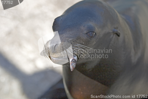 Image of Sea Lion