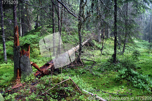 Image of Pine forest