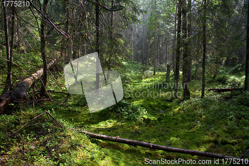 Image of Pine forest