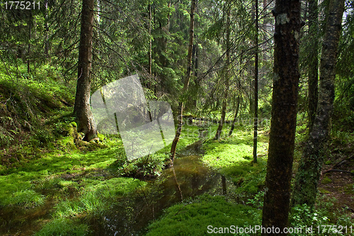 Image of Pine forest