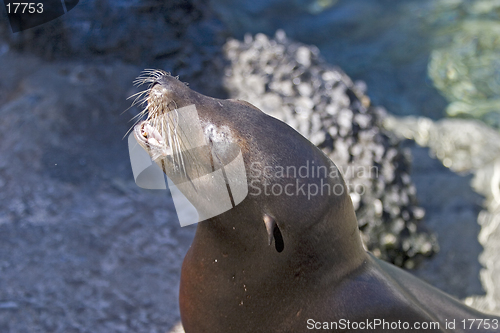 Image of Sea Lion