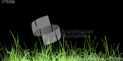 Image of Green grass meadow