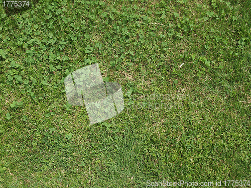 Image of Meadow grass