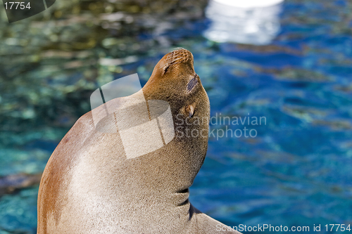 Image of Sea Lion