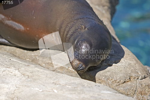 Image of Sea Lion