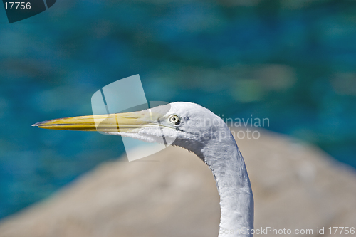 Image of Egret