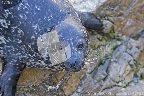 Image of Seal