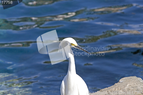 Image of Egret