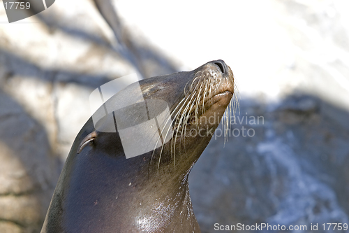 Image of Sea Lion