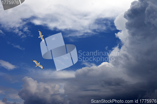 Image of Two seagulls hover in sky