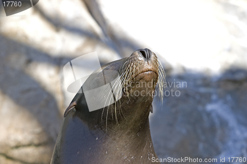 Image of Sea Lion