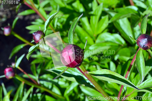 Image of Peony flower red buds. Beauty prepared for unfold 