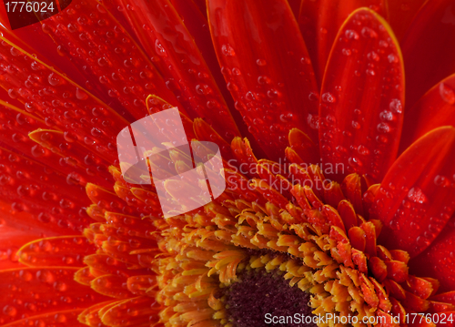 Image of Red gerbera flower background