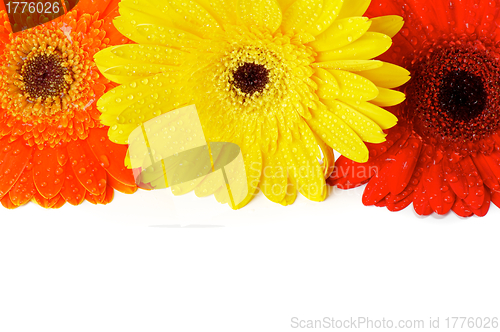 Image of Red, Orange and Yellow gerbera flowers