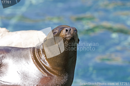 Image of Sea Lion