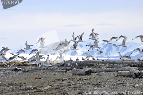 Image of Svalbard Three toed gull