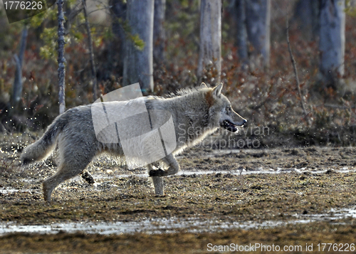 Image of Running wolf