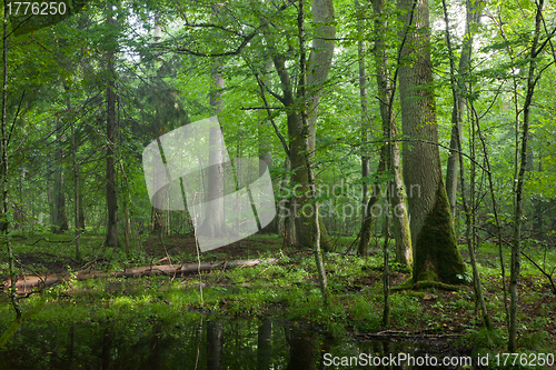 Image of Summer midday in wet deciduous stand of Bialowieza Forest