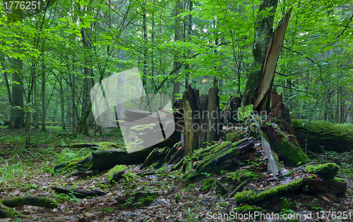 Image of Monumental broken oak lying