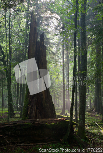 Image of Broken oak stump in sunrise