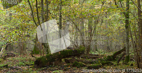 Image of Trees in natural stand of Bialowieza Forest