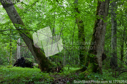 Image of Old maple in natural late summer