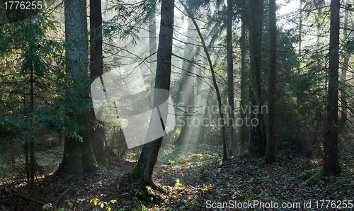 Image of Autumnal stand with mist and sunbeams