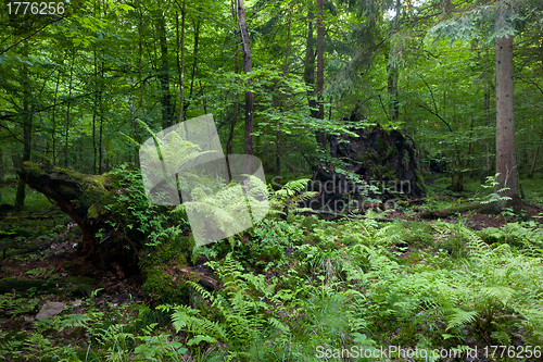 Image of Broken tree stump moss covered and ferns layer above