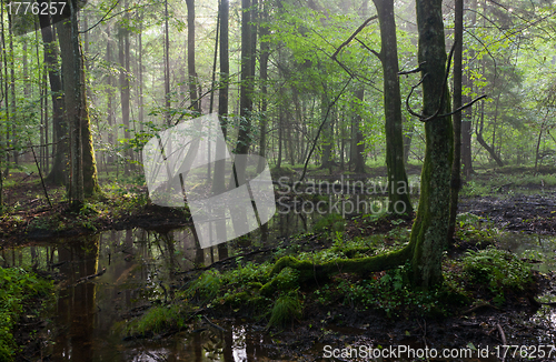 Image of Summertime sunrise in wet stand of Bialowieza Forest