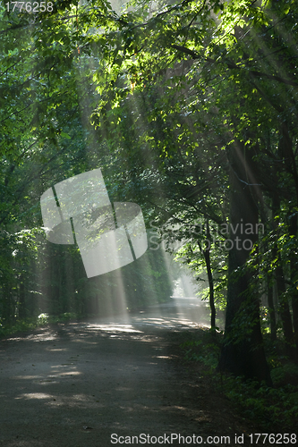 Image of Ground road crossing old deciduous forest