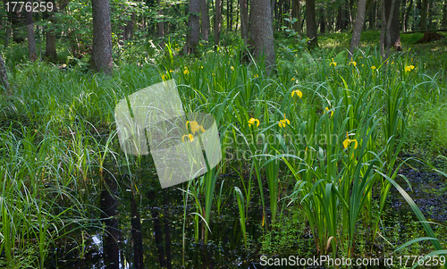 Image of Flowering Yellow Water Flag bunch against sunrising light