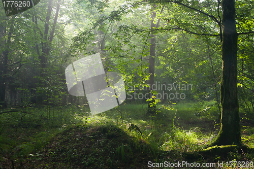 Image of Summer morning with mist and light in forest