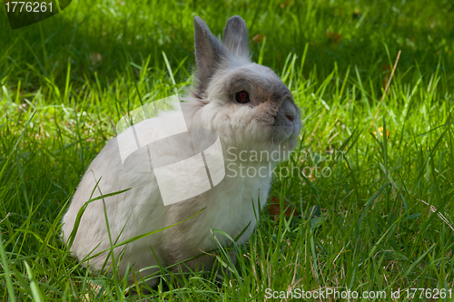 Image of White domestic rabbit 