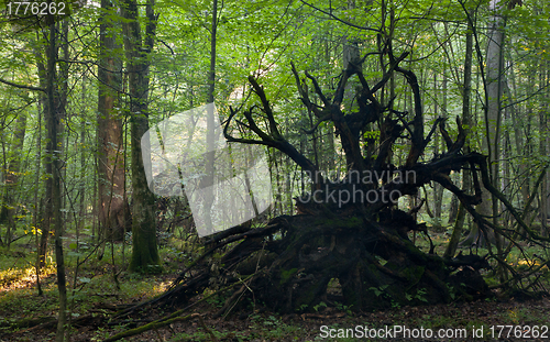 Image of Broken tree roots partly declined