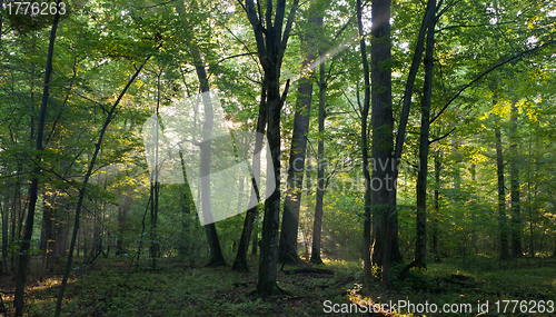 Image of Sunrise light entering old deciduous stand