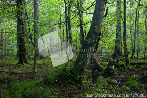 Image of Deciduous stand in morning