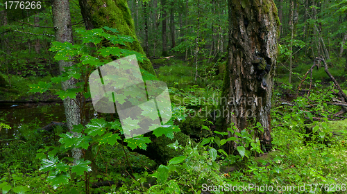 Image of Juvenile maple tree against old moss wrapped trunks