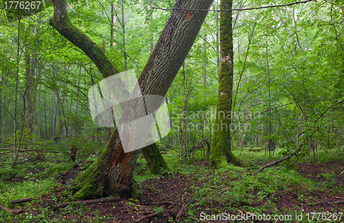 Image of Old oak and hornbeam in natural late summer