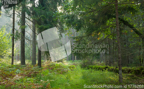 Image of Path crossing autumnal stand of Bialowieza Forest