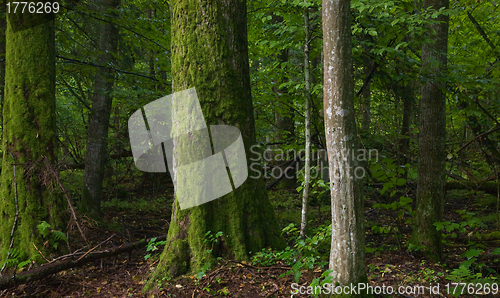 Image of Deciduous forest with old tree moss wrapped