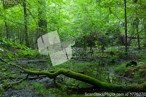 Image of Deciduous stand of Bialowieza Forest in summer