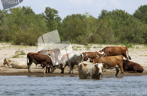 Image of Cows at a riverbank