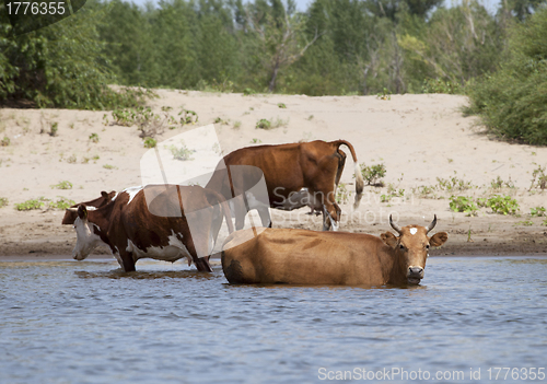 Image of Cows at a riverbank