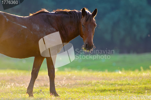 Image of A wild horse head profile portrait