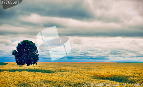 Image of Summer landscape