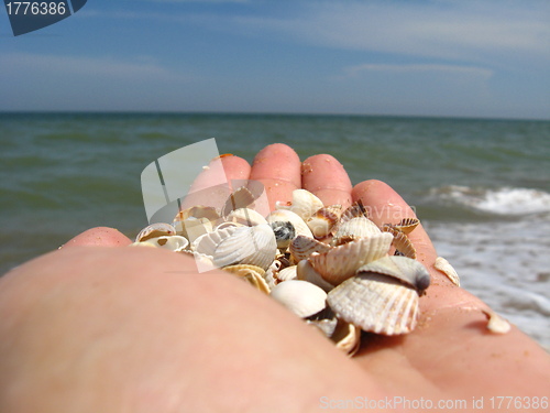 Image of a palm full of shells on beside the sea