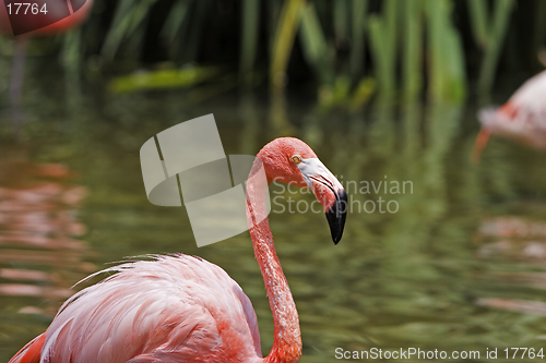 Image of Flamingo