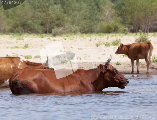 Image of Cows at a riverbank