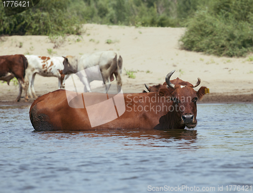 Image of Cows at a riverbank